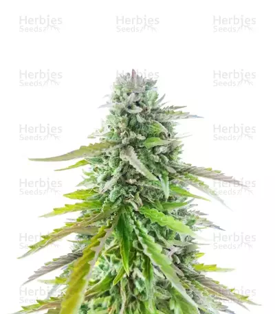 Sementes Feminizadas de Florida Sunrise Autoflower (Seedkeepers)