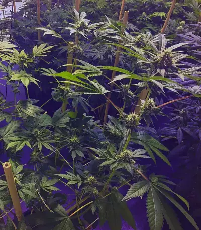 GG#4 Original Glue feminized seeds (Blackskull Seeds)