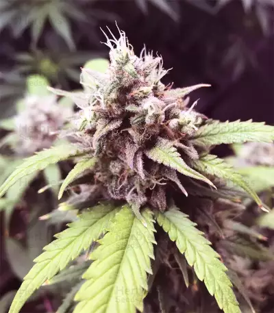 Gorilla Cookies Auto Seeds