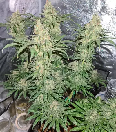 Haze Berry Seeds