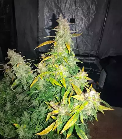 Lemon Jack Seeds (Seedkeepers)