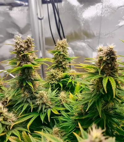 Mamba Negra / Black Mamba feminized seeds