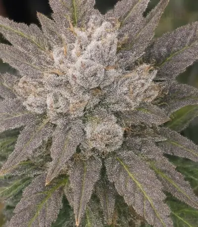 Sementes Feminizadas de Mango Frost Auto (Fast Buds)