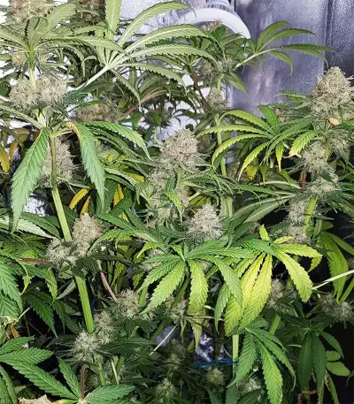 Semi regolari di Master Kush