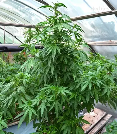 Maui Auto Seeds