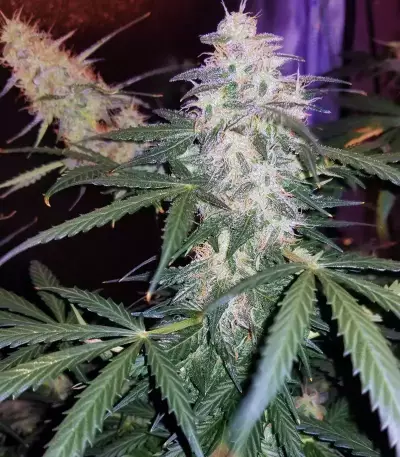 Graines de cannabis Monkey GG#4 Original Glue (Growers Choice)