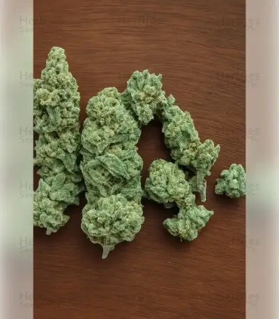 Northern Light Automatic Seeds (RQS)