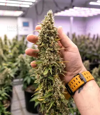 Oreoz feminized seeds