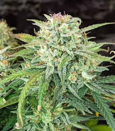 Original Auto Sour Diesel (Fast Buds)
