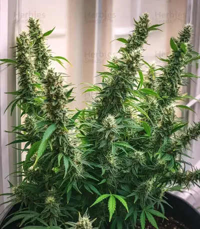 Purple Stilton Auto Seeds