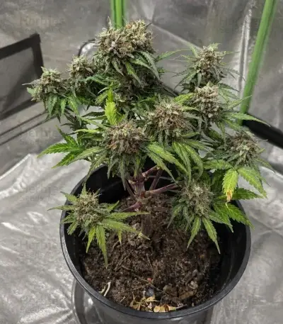 Quick One Auto Seeds (Royal Queen Seeds)