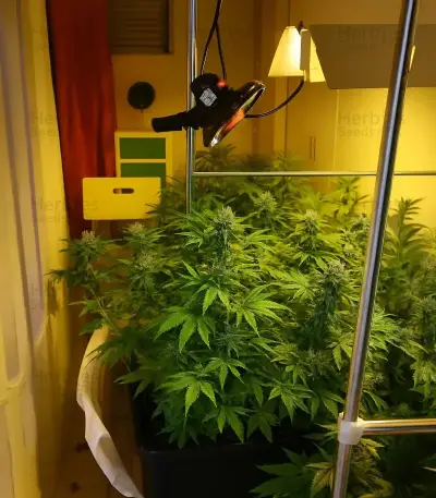 Scrambler Haze Seeds