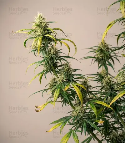 Shamanic Haze feminized seeds