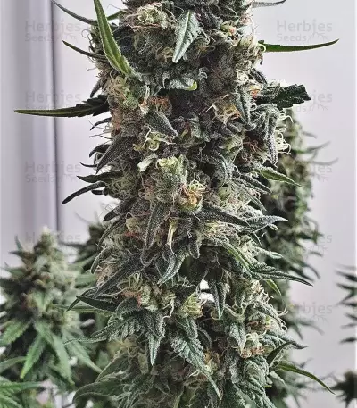 Shogun feminized seeds