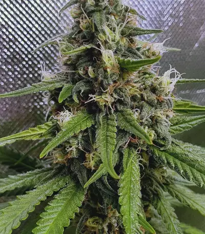 Shogun feminized seeds