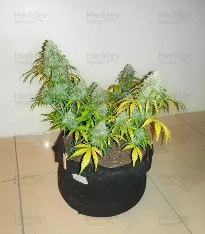 Sour Bubbly Auto (Mephisto Genetics)