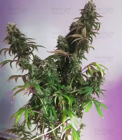 Sour Diesel Seeds (Big Head Seeds)