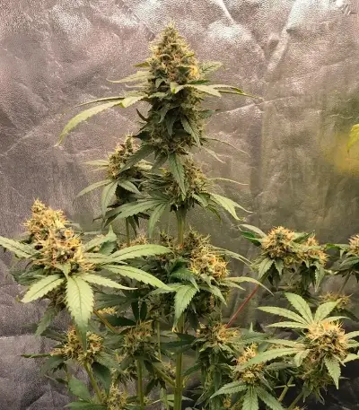 Steve’s Alien OG Seeds