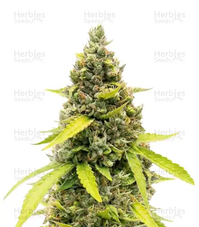 Strawberry Banana Auto Seeds
