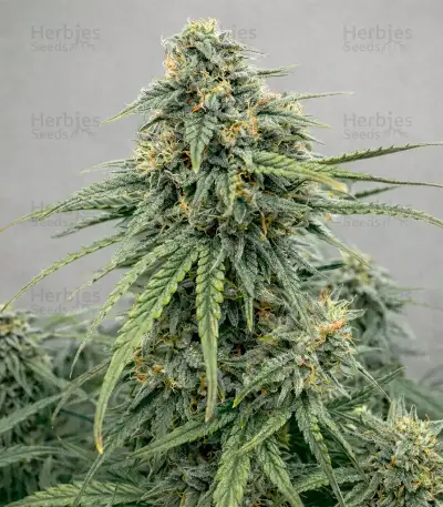 Sugarlato Auto Seeds