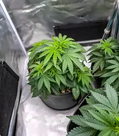 Super Boof Seeds