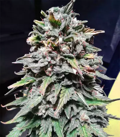 Tangie Regular seeds