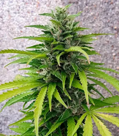 Totally Alpha OG Auto Seeds (AlphaFem Seeds)