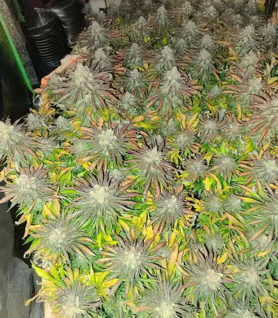 Wombat (BlimBurn Seeds)