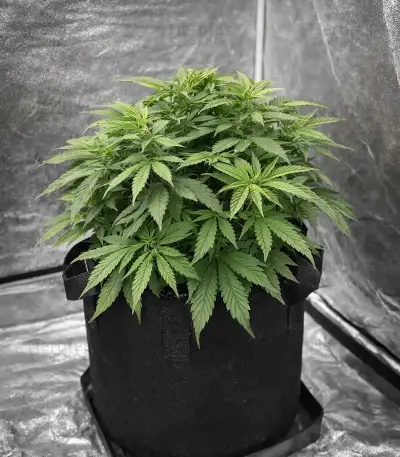 Zillions Seeds