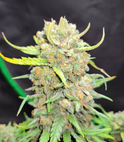 Trainwreck Fast Version (Herbies Seeds)