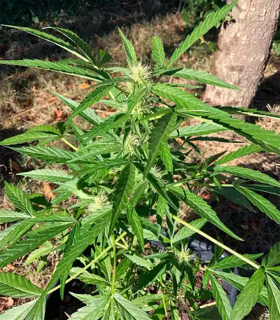Green Crack Autoflower (Herbies Seeds)