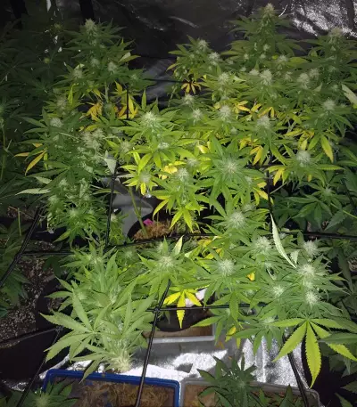 Psychofruit Auto feminized seeds