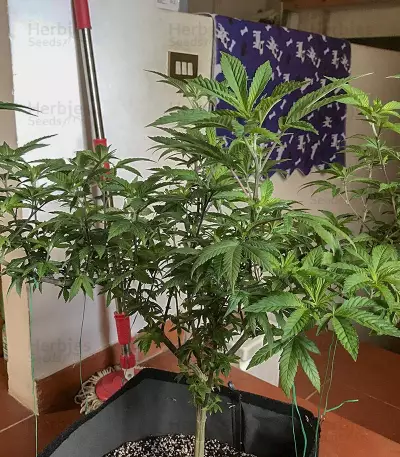 Semi femminizzati per Wedding Cake (Seed Stockers)