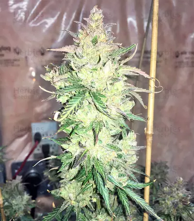 Auto Gorilla OG Seeds