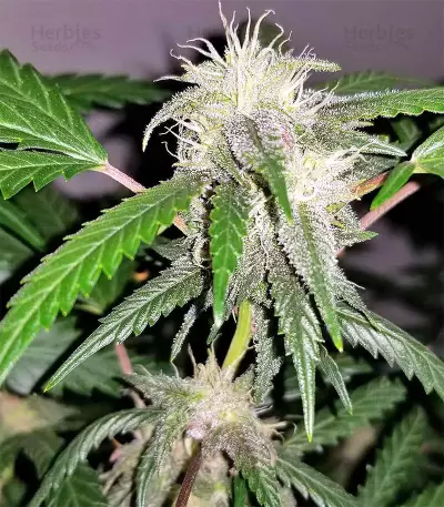 Auto Purple Gorilla Seeds