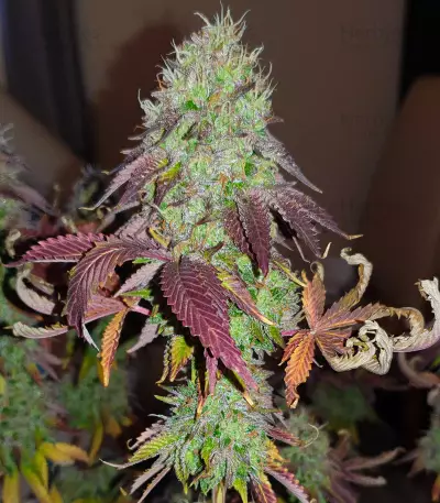 Baklava cannabis strain