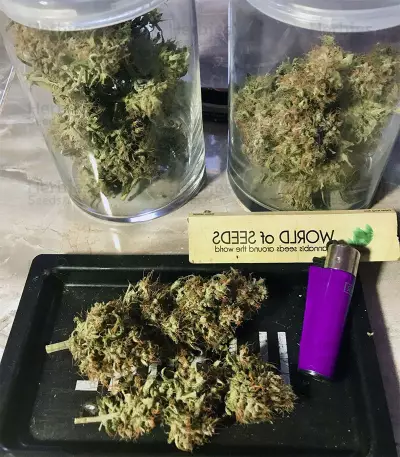 Berry Auto Seeds