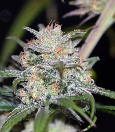Blue Dream CBD strain