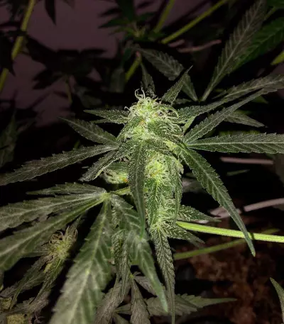 Buddha Deimos Auto Regular seeds