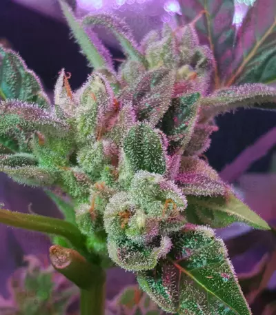 CBD 1:1 Silver Lime Haze Semi femminizzati autofiorenti
