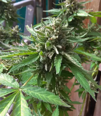 Crazy Mouse Cheese Seeds
