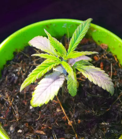 Graines de cannabis Dinamed CBD Plus (Dinafem Seeds)