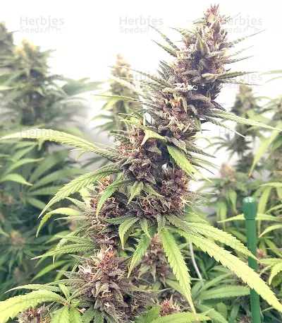 Durban Seeds (CannaBioGen)