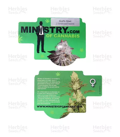 God's Glue Seeds (Ministry Of Cannabis)