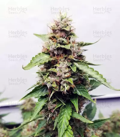 Green Crack Seeds (Cali Connection Seeds)