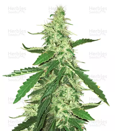 Graines de cannabis Green Crack (BlimBurn Seeds)