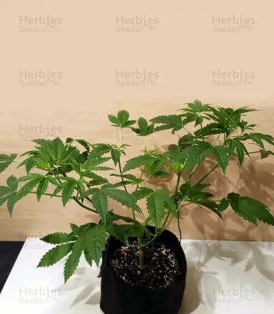 Jack Herer Seeds (Kera Seeds)