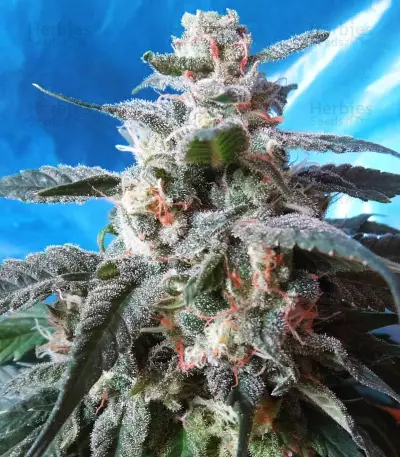 Kali China Seeds