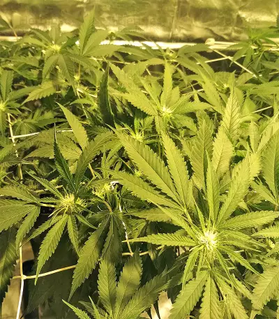 Kripple Roulette (Dr. Krippling Seeds)