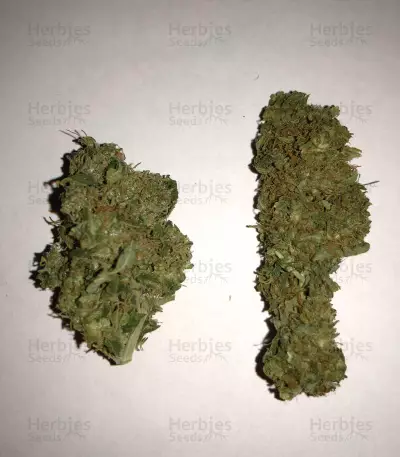 Graines de cannabis Midnight Kush (G13 Labs)